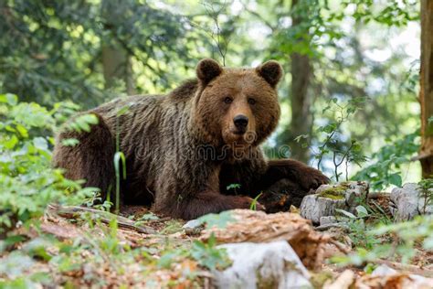 A Dream Come True: An Up-Close Encounter with a Brown Bear Cub