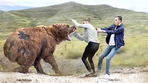 A Fascinating Encounter: Young Brown Bear Strikes with Surprise Aggression