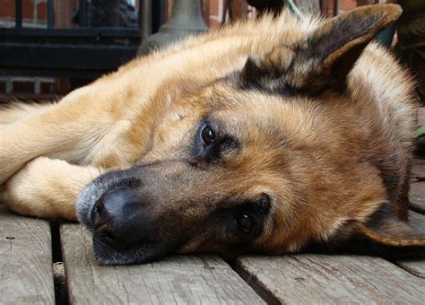 A Furry Companion in My Sleep: A Dream with a German Shepherd Canine