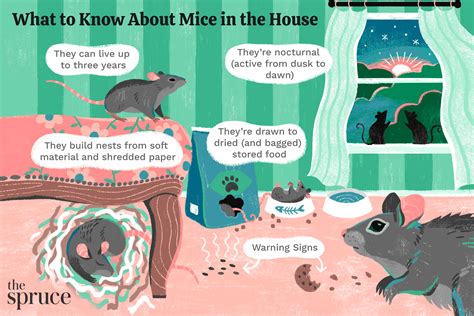 A Furry Intruder: Discovering a Mouse in My Sleep