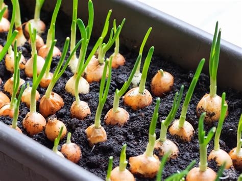 A Glimpse into the Enigma of Green Onions' Growth and Development