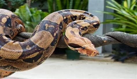 A Glimpse into the Intricate Dreamworld of South American Boa Constrictors