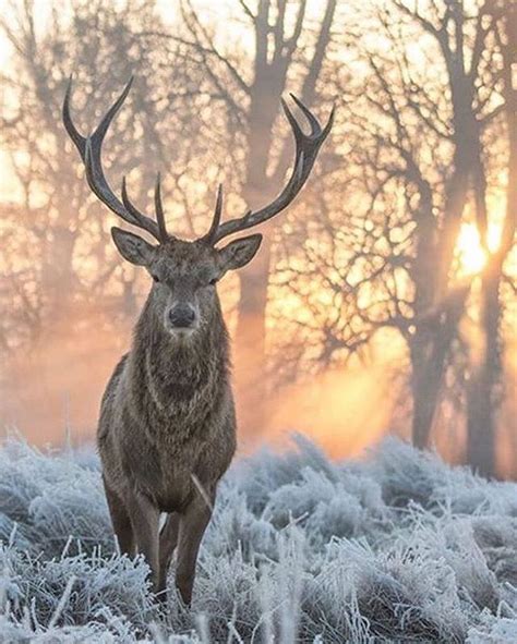 A Glimpse into the Life of a Magnificent Stag