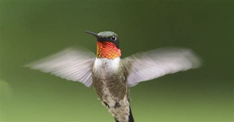 A Glimpse into the World of Hummingbirds