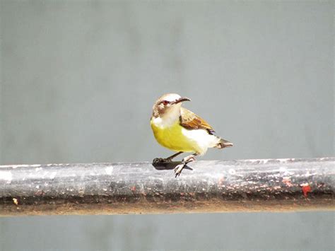 A Glimpse into the World of a Feathered Songbird