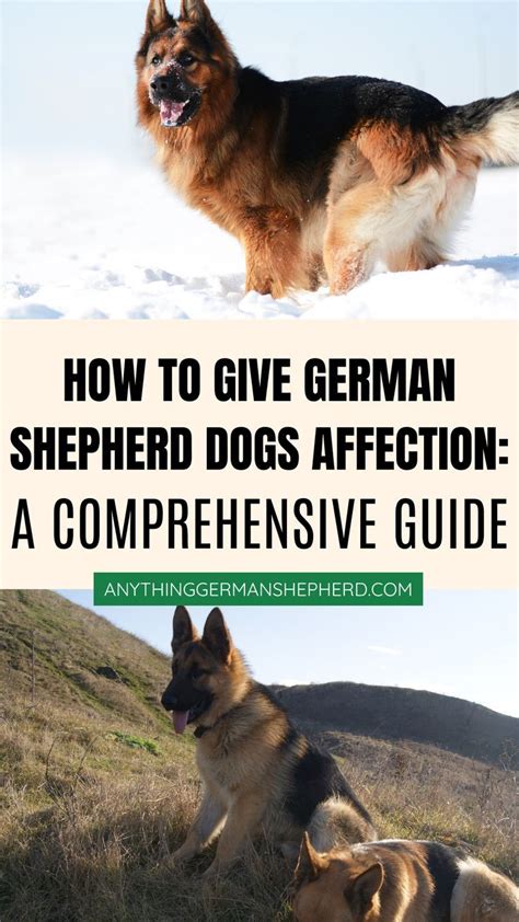 A Guide to Interpreting Dreams of a Majestic, Affectionate German Shepherd