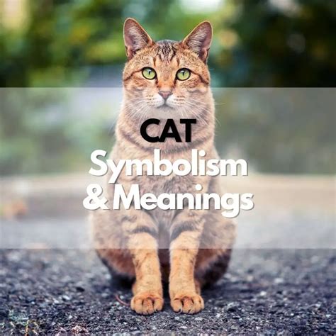 A Historical Perspective: Cat Symbolism in Different Cultures and Myths