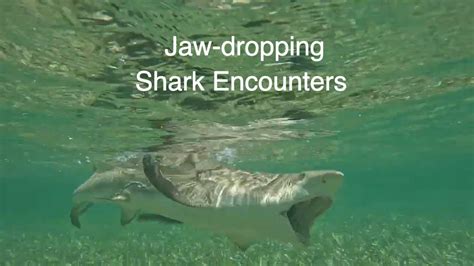 A Jaw-dropping Encounter