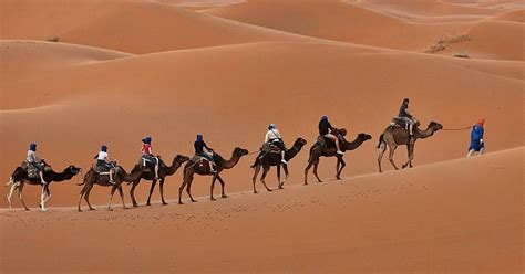 A Journey into the Desert: Discover the Intriguing Realm of Camels