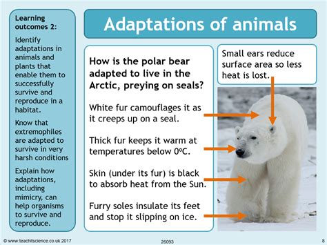 A Lesson in Adaptation: The Survival Journey of a Young Bear