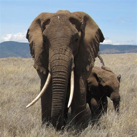 A Lesson in Harmony: Contemplating the Young Pachyderm's Ability to Find Serenity in the Natural World