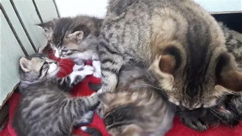 A Lesson in Nurture: Witnessing the Mother Cat's Care and Affection