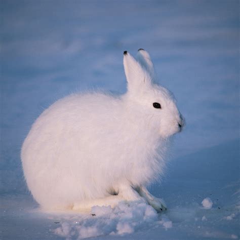 A Lifeless Hare's Colorful Imagination