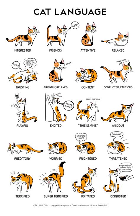 A Linguistic Surprise: The Feline Communicating in the Russian Language