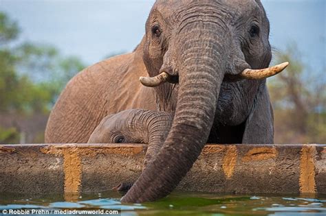 A Magical Encounter: Witnessing an Adorable Infant Pachyderm Enjoying a Serene Slumber