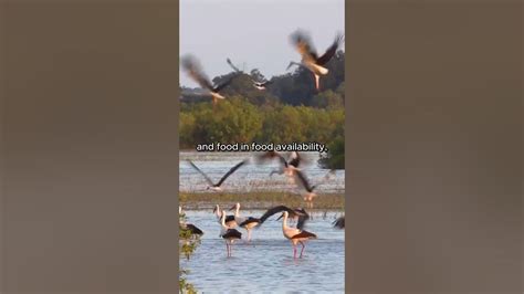 A Majestic Journey: The Long-Distance Migration of Storks