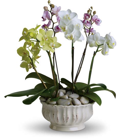 A Majestic Majesty: The Regal Beauty of Orchids