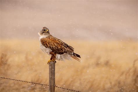 A Majestic Predator: Unraveling the Symbolism of a Buzzard