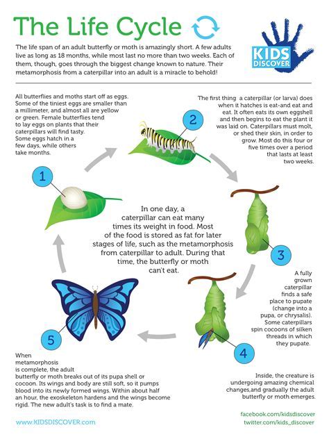 A Metaphorical Depiction of Metamorphosis and Reawakening