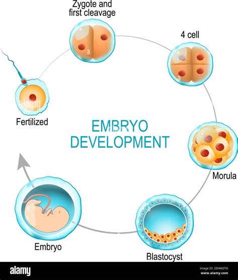 A Miracle of Birth: Witness the Extraordinary Emergence of a Developing Embryo into the World