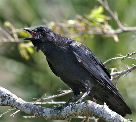 A Mysterious Bird Brings an Astonishing Surprise