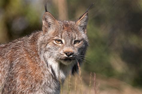 A Mysterious Forest Encounter: My Surreal Lynx Experience