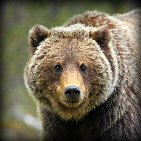 A Mystical Dream Comes to Life: The Arrival of a Majestic Grizzly