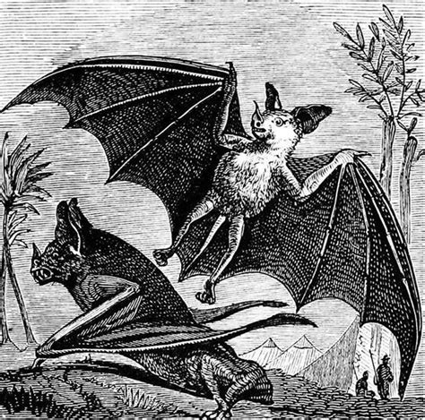 A Mythical Symbol: The Bat in Folklore and Beliefs