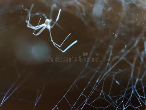 A Natural Trap: How Spiderwebs Capture Their Prey