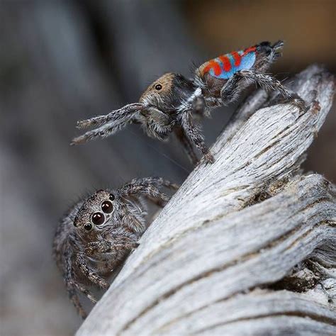 A Peek into the Mind: The Enchanting Reveries of Leaping Arachnids