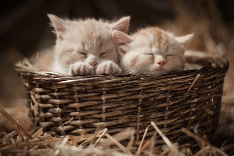 A Place to Call Home: Finding Forever Families for the Kittens