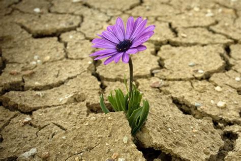 A Potted Plant: Reflecting Life's Fragility and Resilience