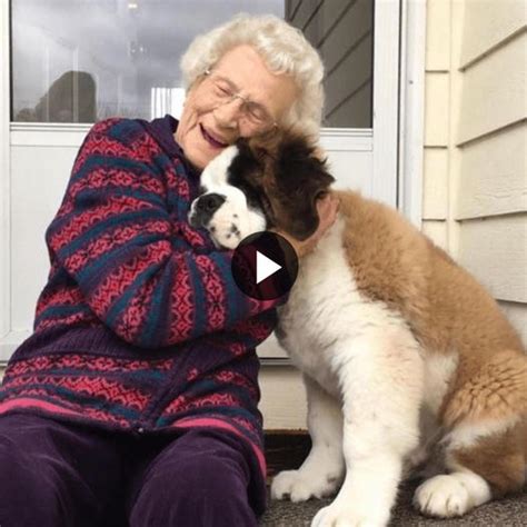 A Profound Connection: Embracing a Canine Companion and the Joy It Brings