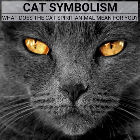 A Profound Exploration into the Symbolism of a Feline Neutering Vision