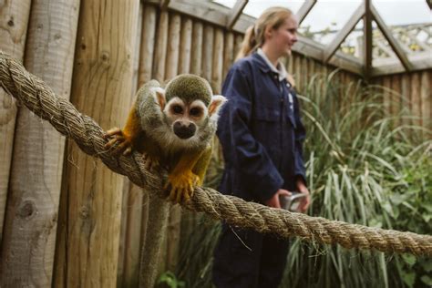 A Rare Encounter: Envisioning a Playful Miniature Primate