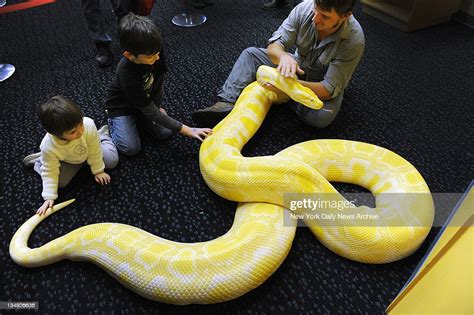 A Rare Encounter: Spotting an Albino Python in the Wild