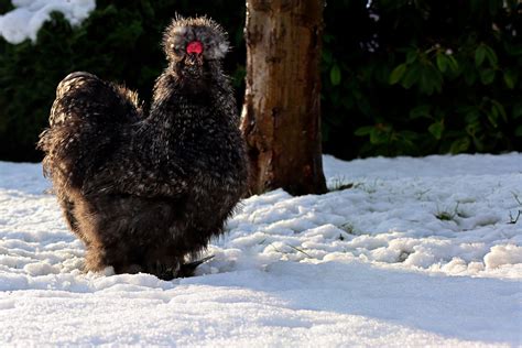 A Rare Encounter: Unveiling the Legendary Black Chickens