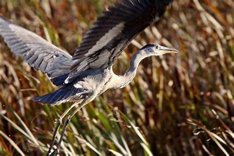 A Rare Encounter: Witnessing the Majestic Heron Up Close