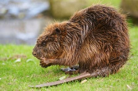 A Rare Wildlife Encounter: Woman's Memorable Beaver Experience