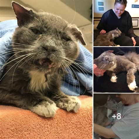 A Remarkable Rebirth: The Resurgent Feline that Defied Death