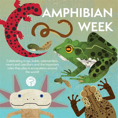 A Ribbiting Revelation: How the Amphibian Found Its Way Into the Aquatic Haven