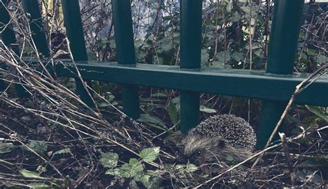 A Sanctuary of Security: Larisa's Vision for Hedgehog Protection