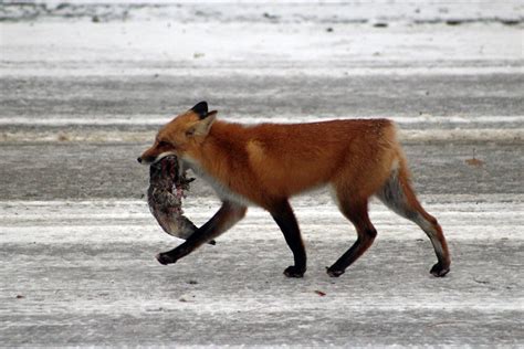 A Serendipitous Encounter: A Fox Without a Tail Stumbles Upon Humans