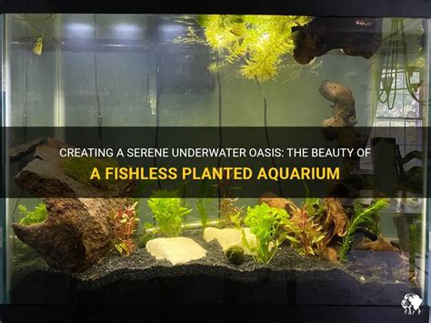 A Shocking Revelation: The Reality of Fishless Aquariums