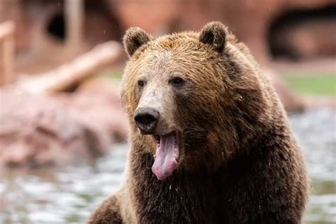 A Sign of Protection or Danger? Interpreting a Brown Bear in Dreamscapes