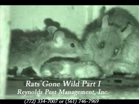 A Sneaky Visitor: Unwanted Rodents in the House