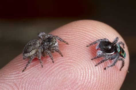 A Spider Like No Other: Meet the Astonishing Jumper