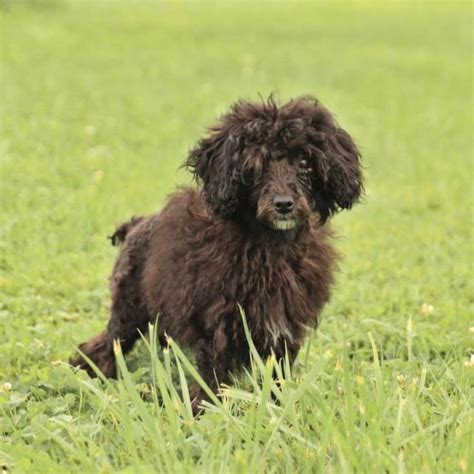 A Strange Encounter: A Woman's Dream of a Massive Ebony Canine