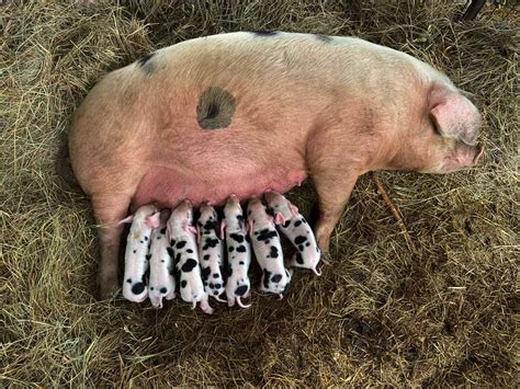 A Subtle Wake-up Call: Deciphering the Significance of the Piglet's Presence