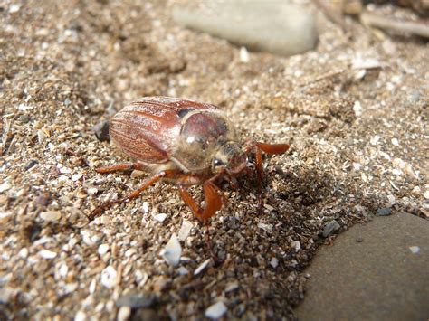 A Surprising Encounter: A Mystifying Meeting with a Curious Beetle